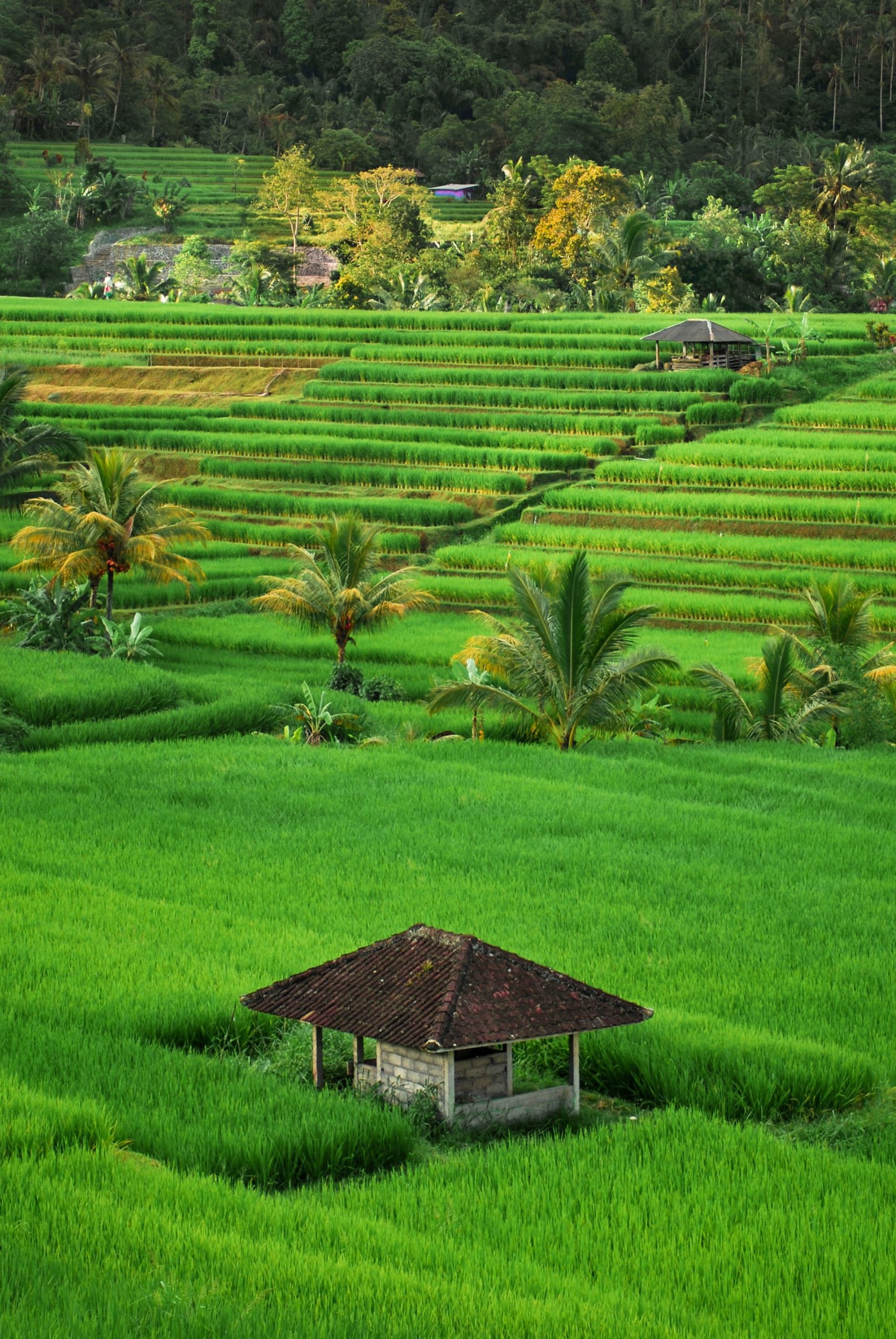 bali green fields
