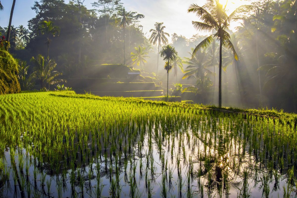 Bali Temporarily Halts Controversial Anti-Dengue Mosquito Program Amid Public Concerns