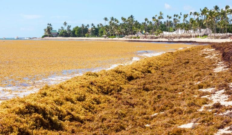 Decade of Sargassum: How's Brown Algae Damaging Caribbean Ecosystems and Tourism